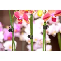 Orchidea csipesz